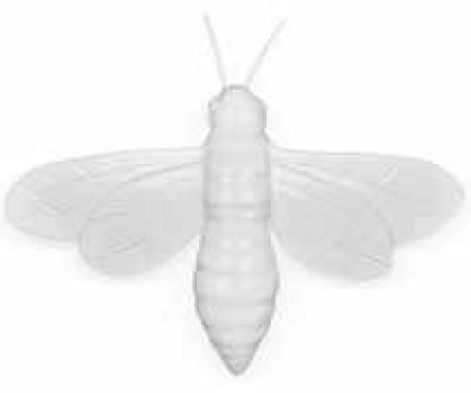 ornament, bee frost white