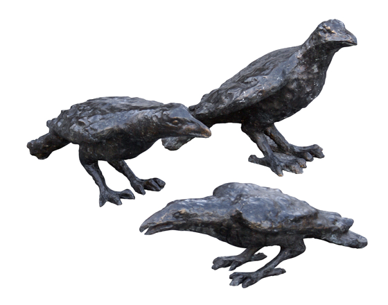 birds, ravens