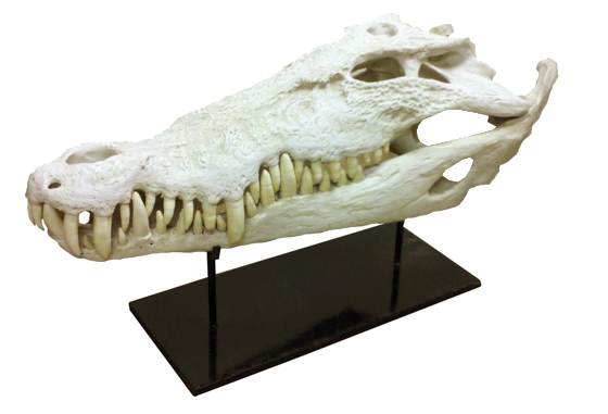 faux crocodile
