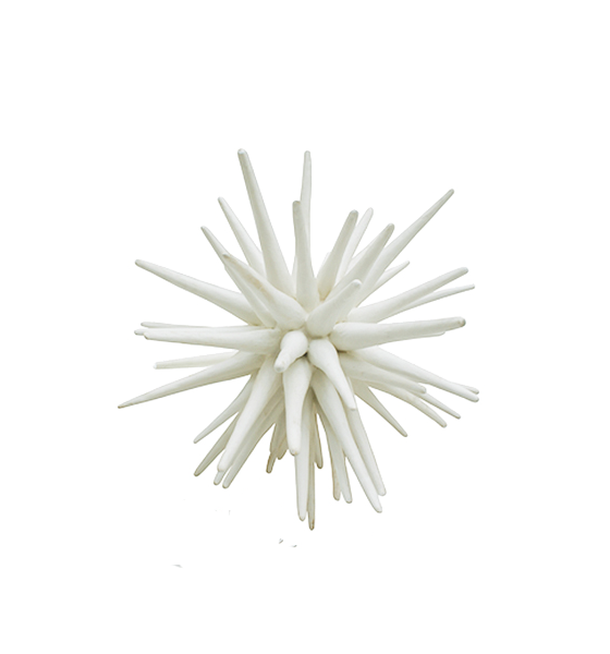 sea urchin large-frost white
