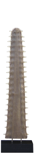saw bill medium