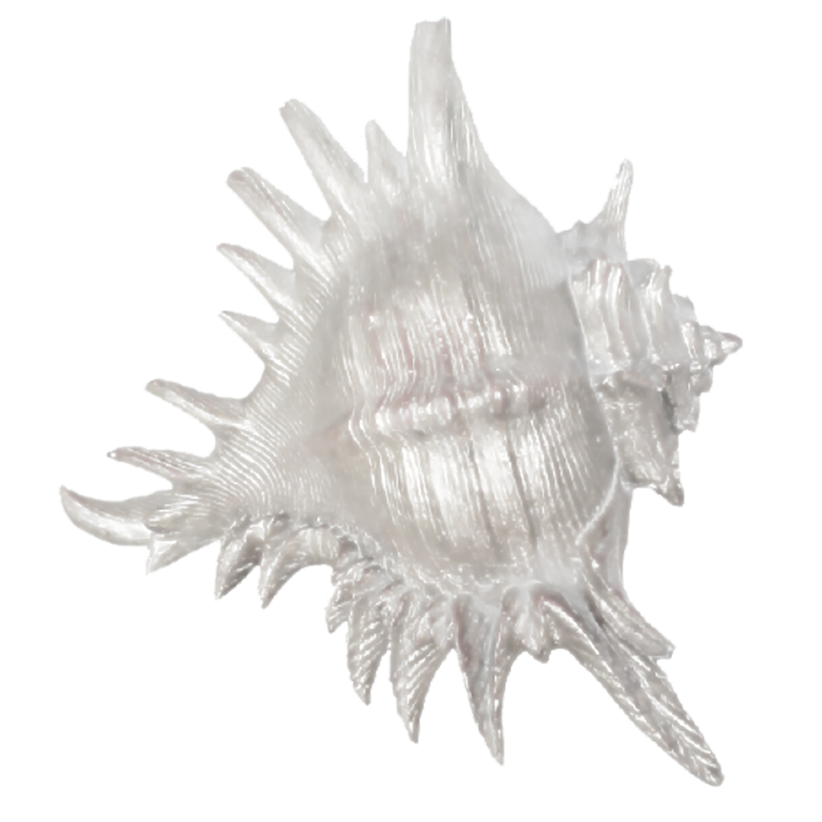 mauritius ornament white