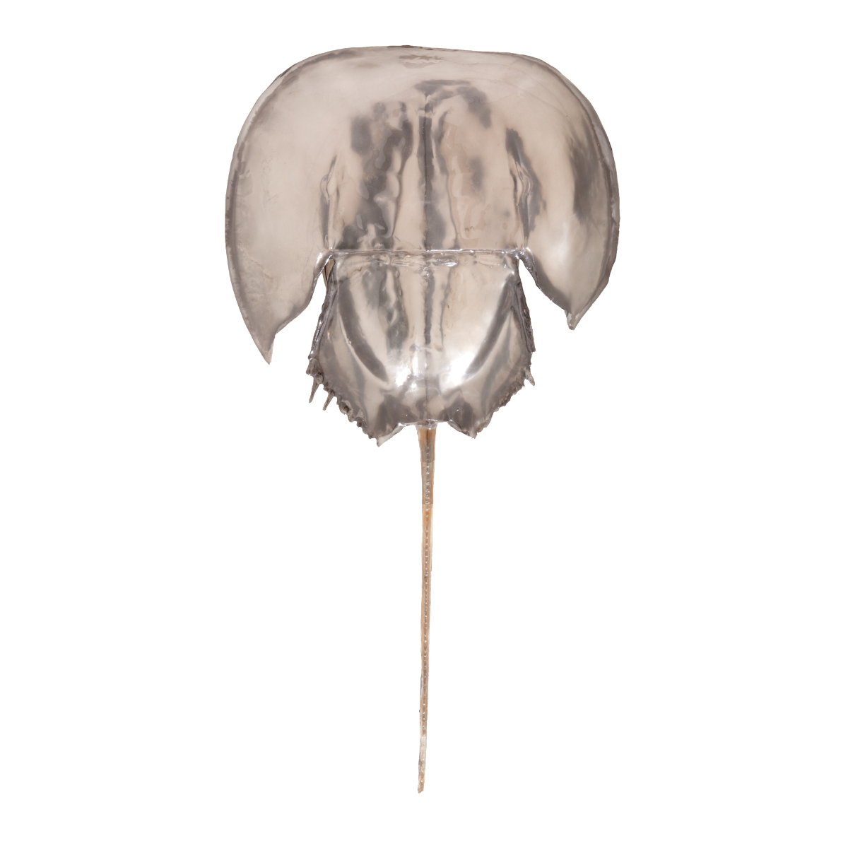 mimi sconce, electric