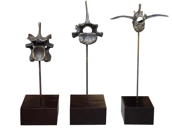 vertebrae collection small
